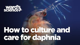 Caring and Culturing for Daphnia [upl. by Ebocaj874]