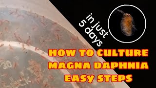 How to Culture Magna Daphnia Easily [upl. by Cirilla]