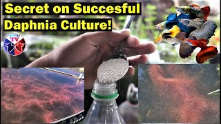 How to Culture Daphnia Successfully [upl. by Aniryt459]