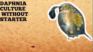 HOW TO CULTURE DAPHNIA NATURALLY WITHOUT A STARTER [upl. by Notnef]