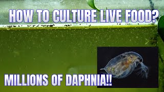 How to Culture Daphnia Secret Method to Breed MILLIONS  Simply Aquatic [upl. by Bran]