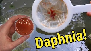 How I Culture Daphnia In Outdoor Tubs [upl. by Einad848]