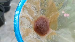 How to culture daphnia moina in a small container Part 1 English Subtitle [upl. by Aleahs]