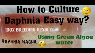 Daphnia MagnaHow to Culture Daphnia Easy wayCulturing Daphnia using Green water Daphnia [upl. by Nnav709]