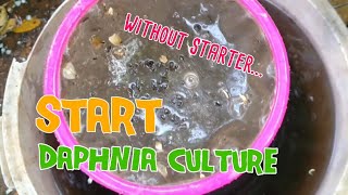 How to culture daphnia moina the easy way 1  Starting the Daphnia culture [upl. by Oilisab]