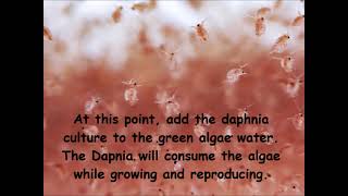 Daphnia  How to grow daphnia in your home [upl. by Novled]