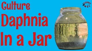 How to Culture Daphnia in a Jar [upl. by Greerson]