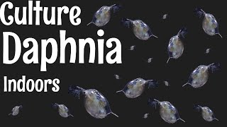 How to Culture Daphnia [upl. by Oza]