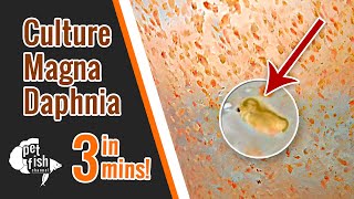 How to culture DAPHNIA MAGNA  The easy way [upl. by Inalak]