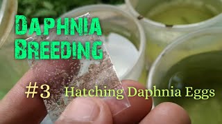 Daphnia Culture made simple and easy 3  Hatching Daphnia eggs [upl. by Gothurd]