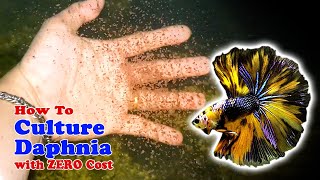 How to Culture Daphnia with ZERO Cost  Unlimited Live Food For Our Fish [upl. by Hnirt]