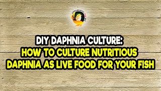 DIY Daphnia Culture How to Culture Nutritious Daphnia as Live Food for Your Fish [upl. by Hoskinson461]