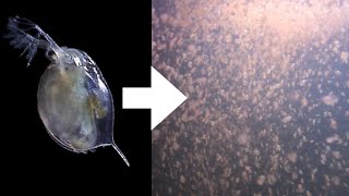 How I Culture Daphnia [upl. by Enelrak]