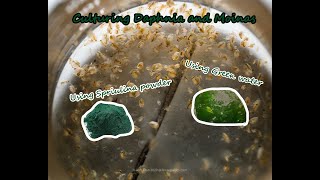 How To Culture Daphnia and Moinas using Green Water Spirulina powder [upl. by Lindahl467]