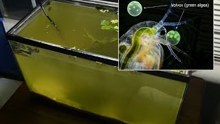 Raising Daphnia for the Freshwater Aquarium [upl. by Roy]