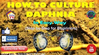 HOW TO CULTURE DAPHNIA In Easy Way [upl. by Alcott]